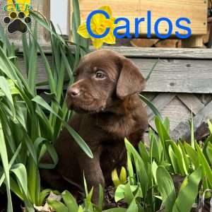 Carlos, Chocolate Labrador Retriever Puppy